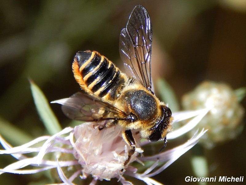 Hymenoptera del Parco del Ticino